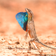 A fan-throated lizard.
